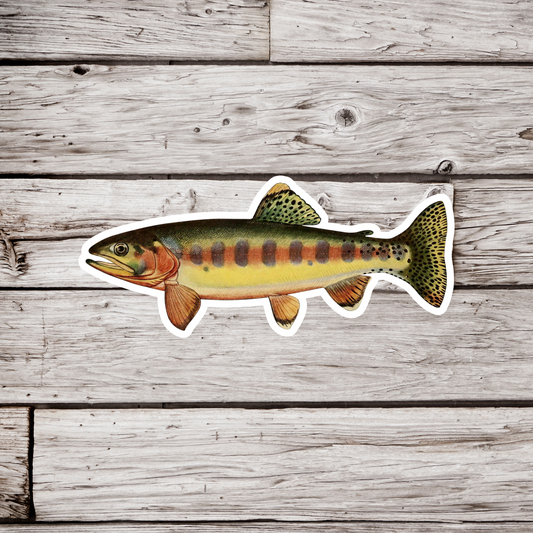 Golden Trout - Adult Male Sticker