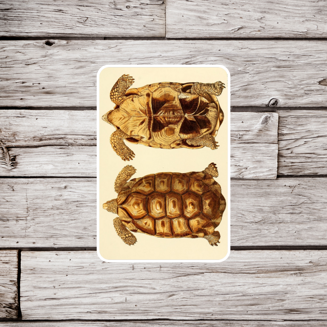 Tortoise Sticker
