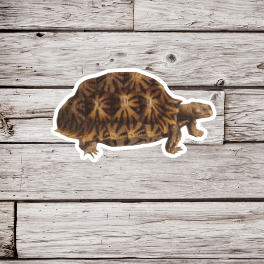Tortoise Sticker or Magnet
