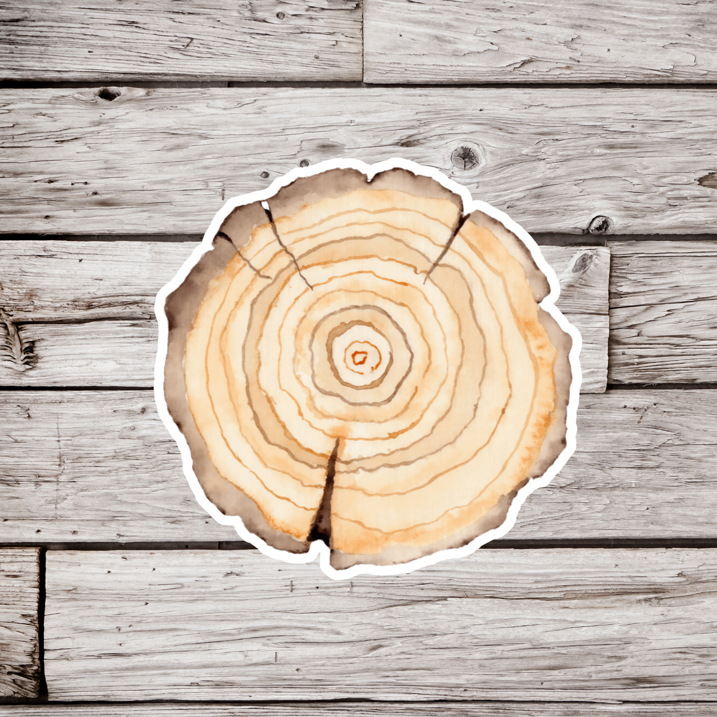 Tree Slice Sticker