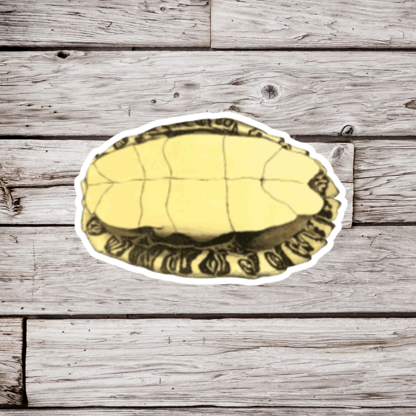 Turtle Shell Sticker