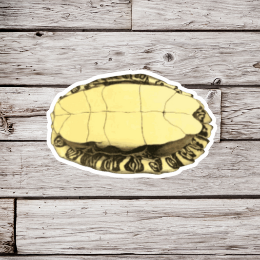 Turtle Shell Sticker or Magnet