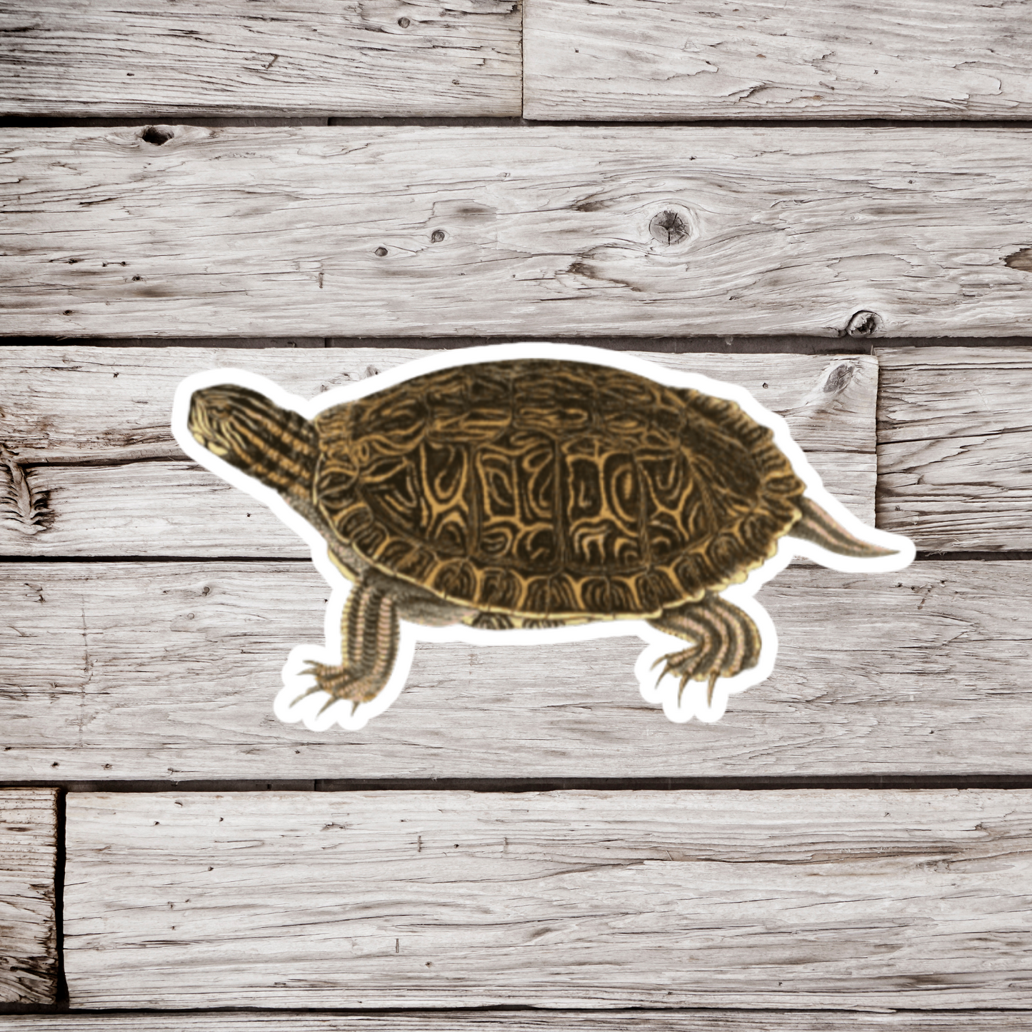 Turtle Sticker
