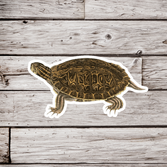 Turtle Sticker