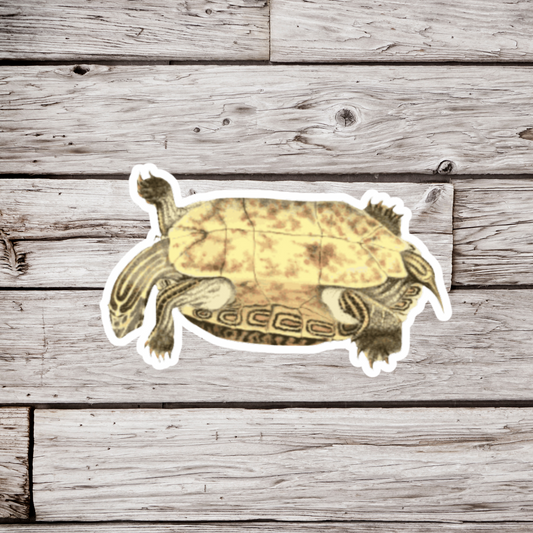 Turtle Shell Bottom Sticker or Magnet