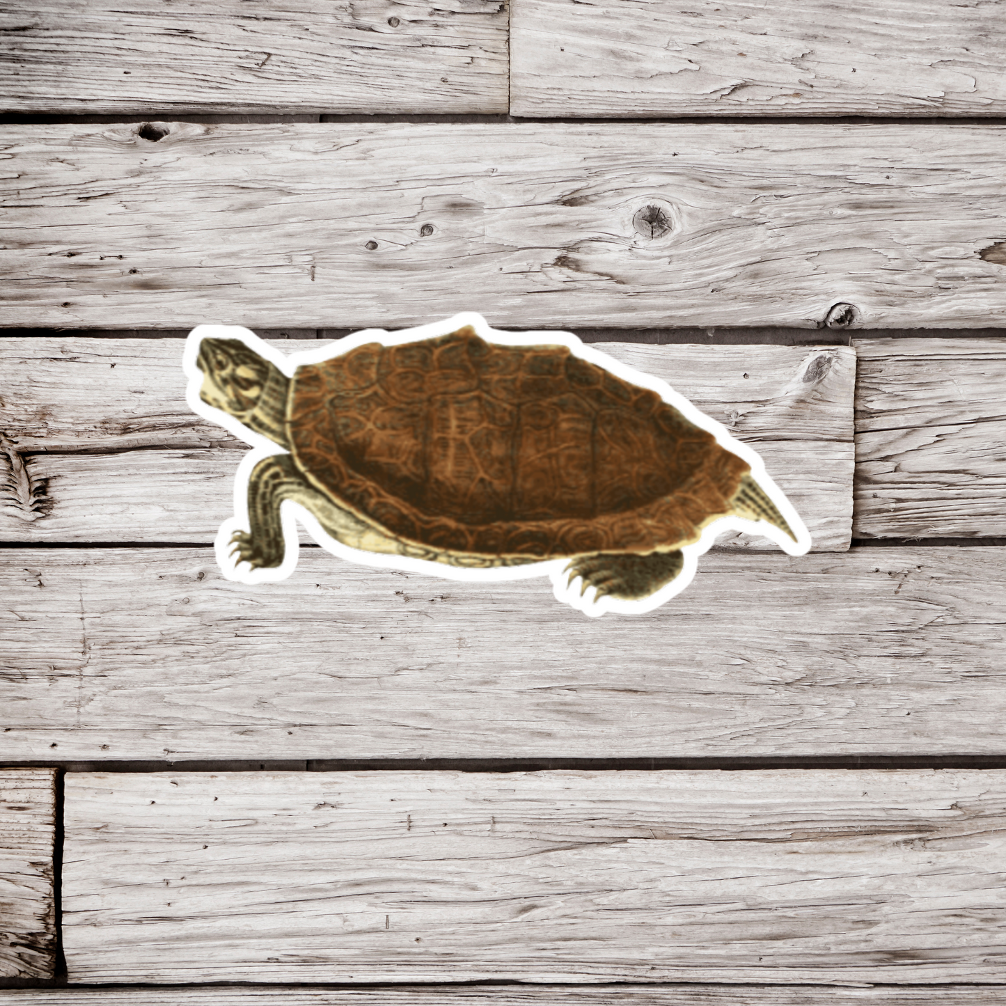 Turtle Sticker