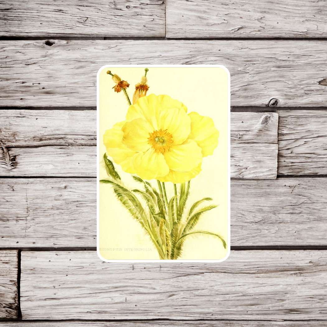 Welsh Poppy Sticker