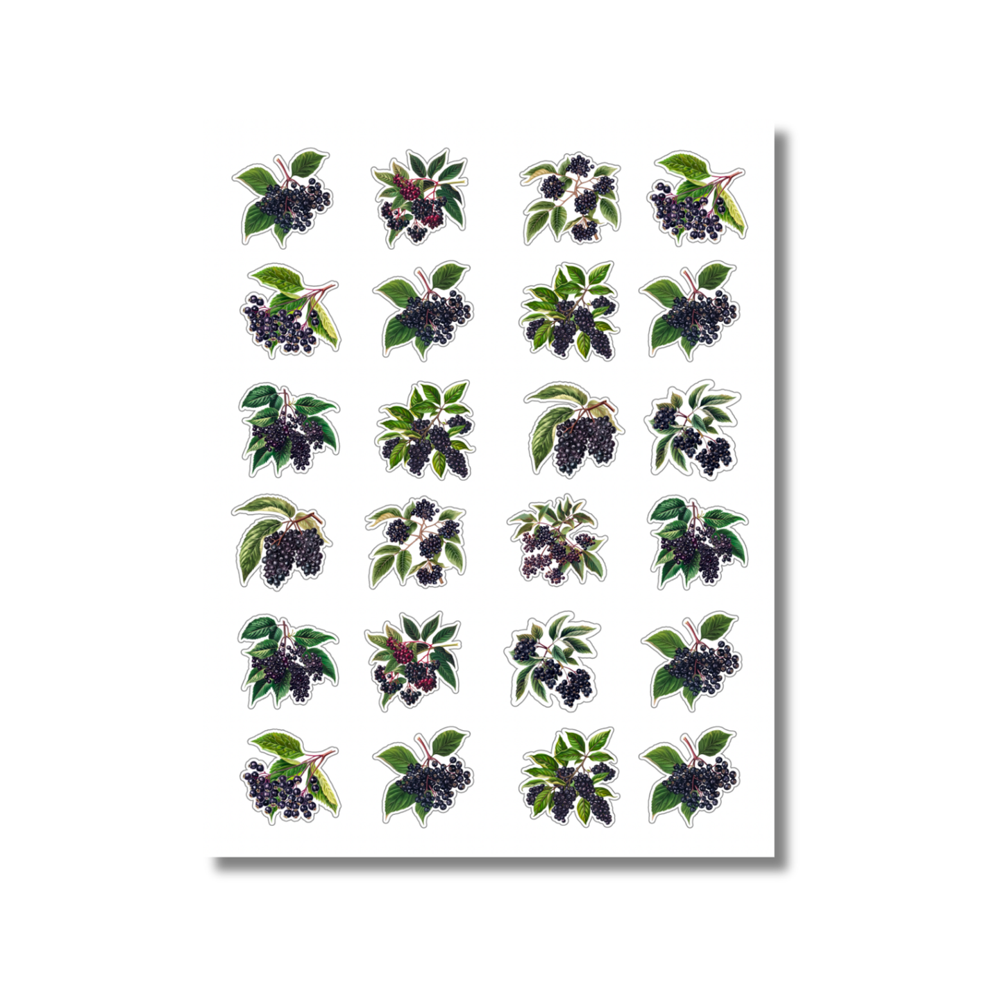 Elderberry Sticker Sheet