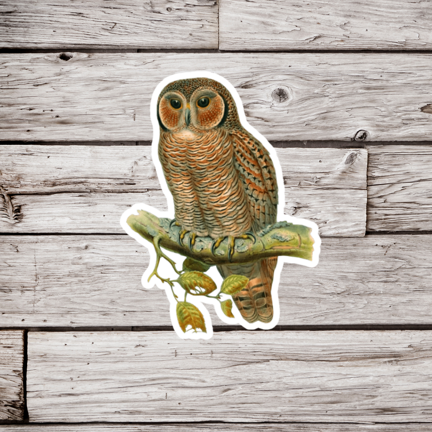 Wood Owl Sticker