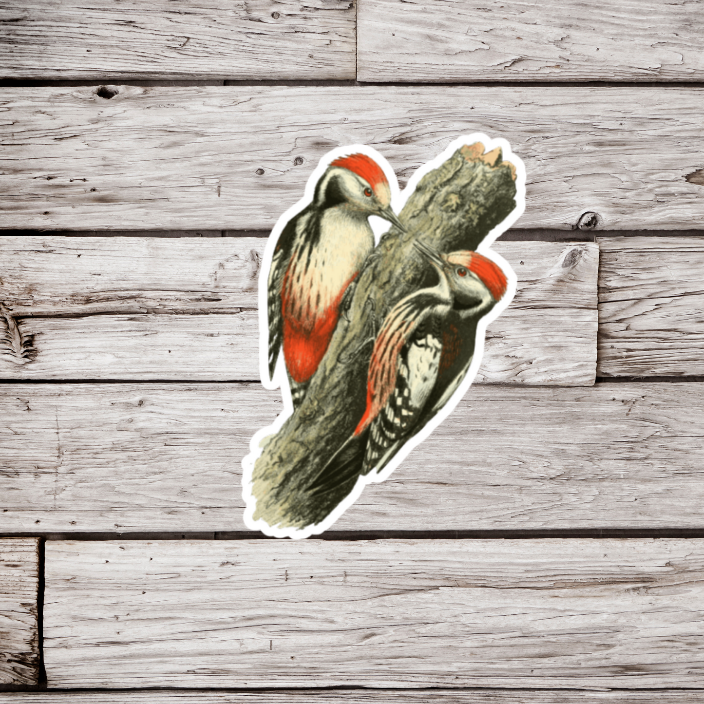 Woodpeckers Sticker