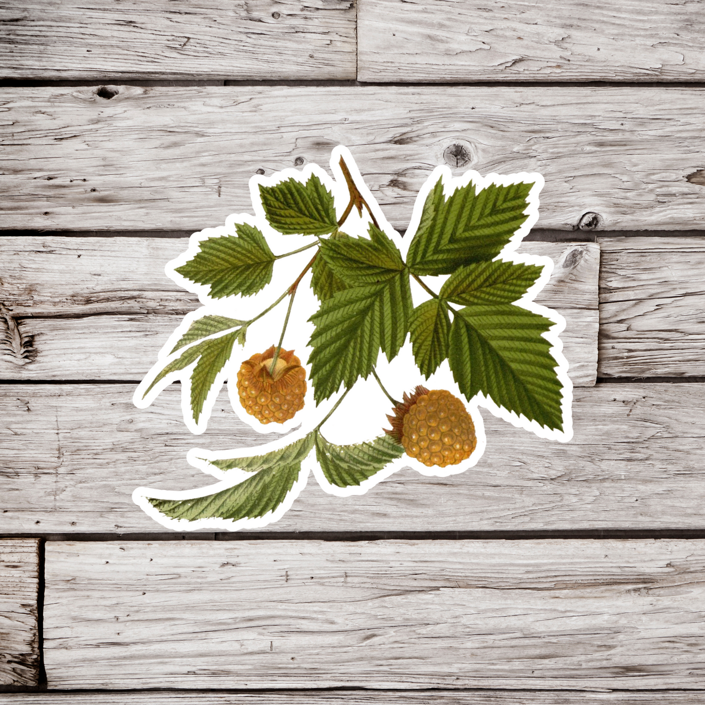 Yellow Raspberries Sticker