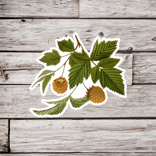 Yellow Raspberries Sticker