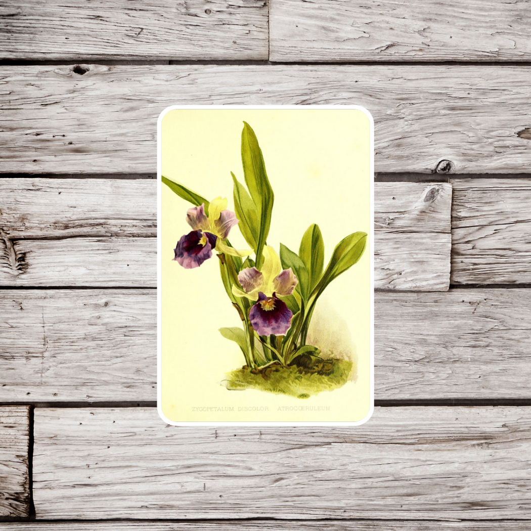 Zygopetalum Orchid Sticker