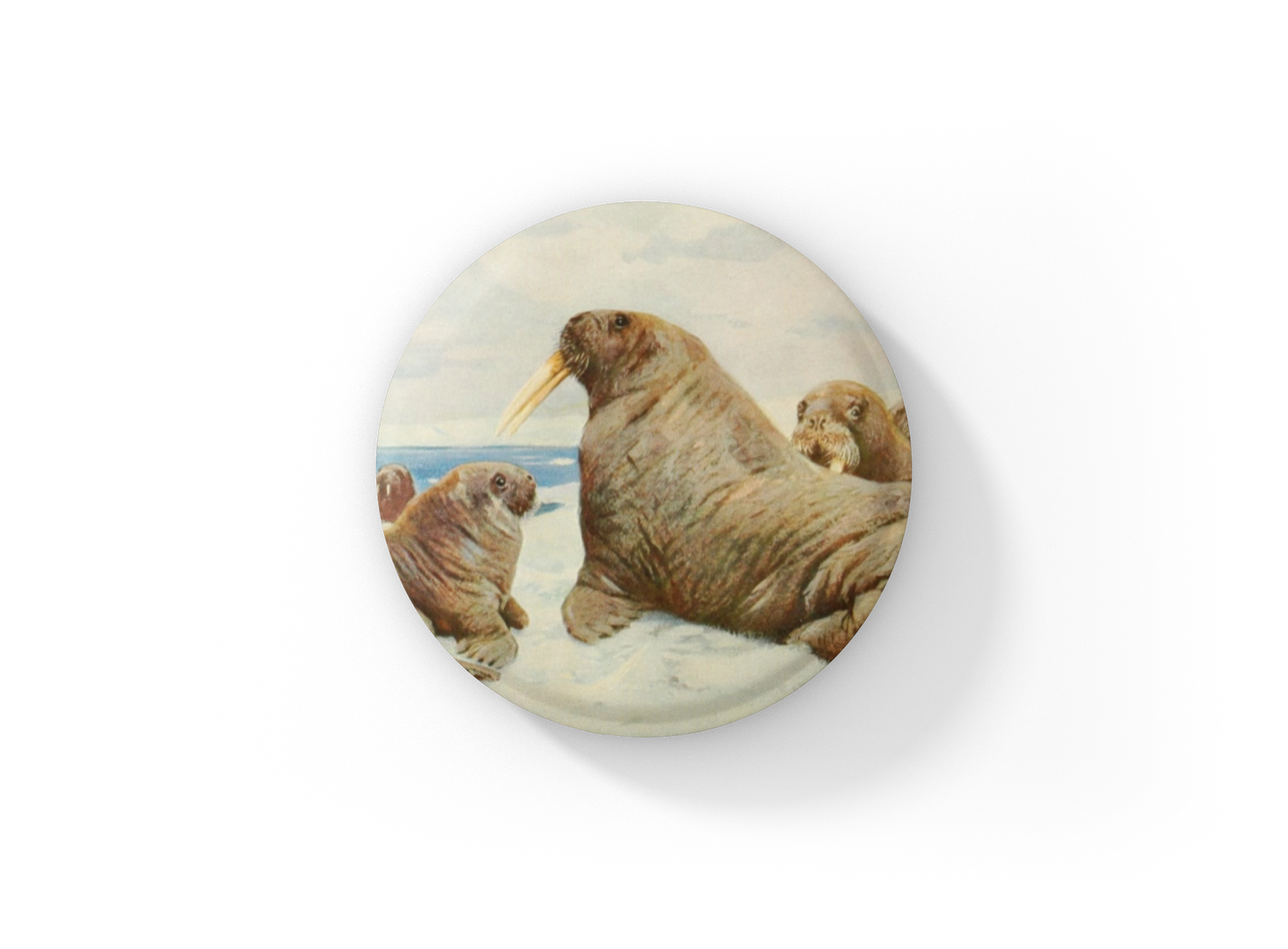 Walrus Pin Back Button, Magnet, Keychain