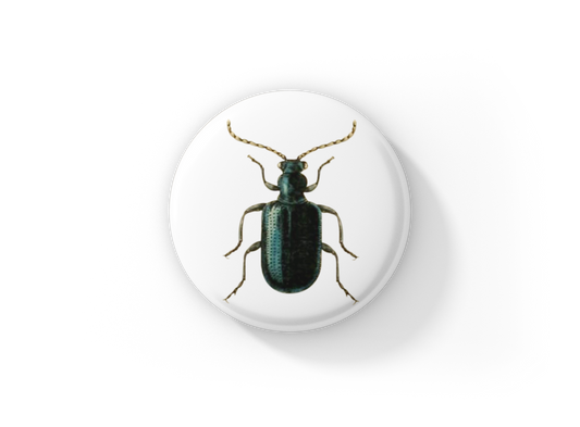 Beetle Pin Back Button, Magnet, Keychain