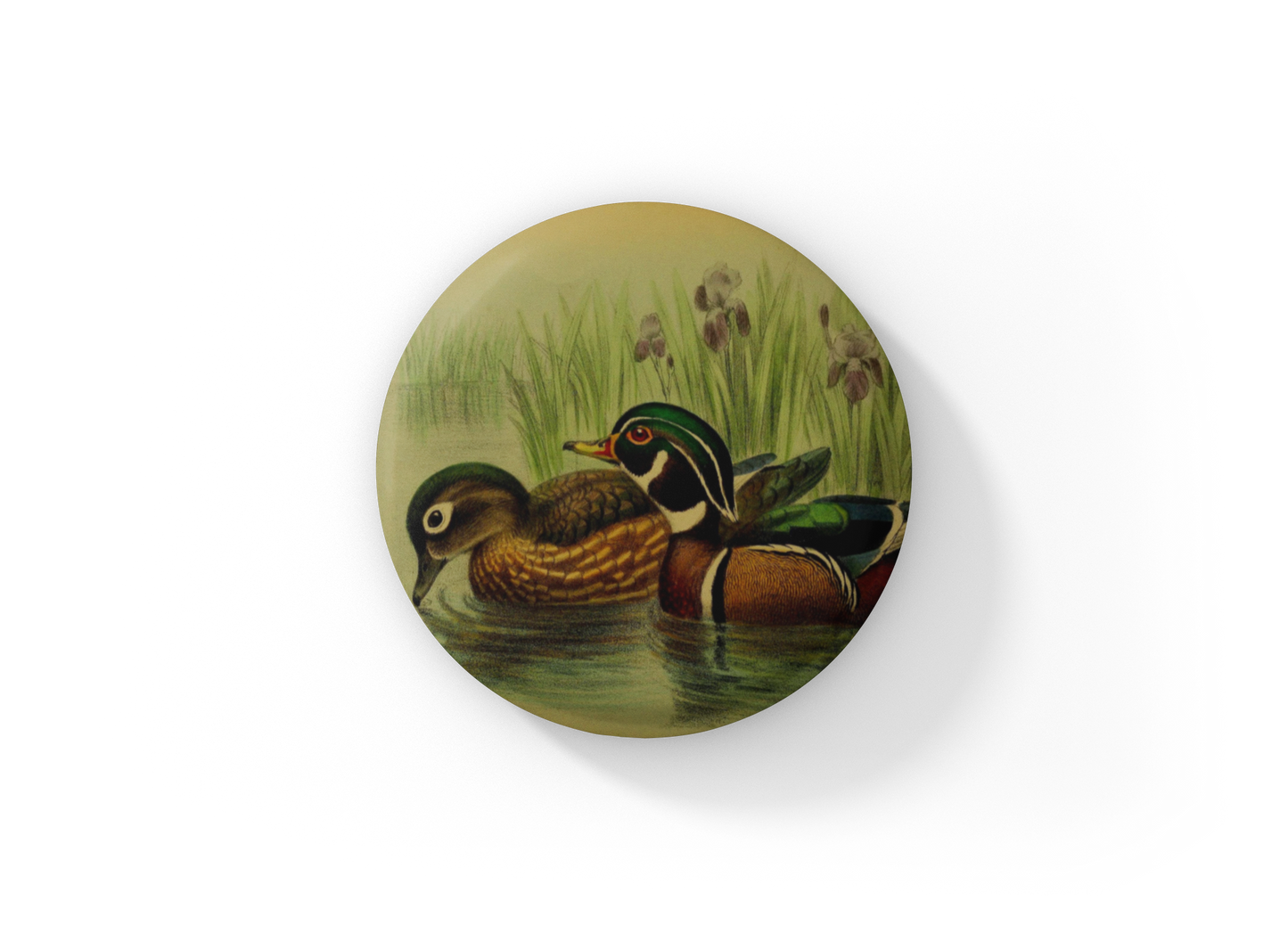 Wood Duck Pin Back Button, Magnet, Keychain