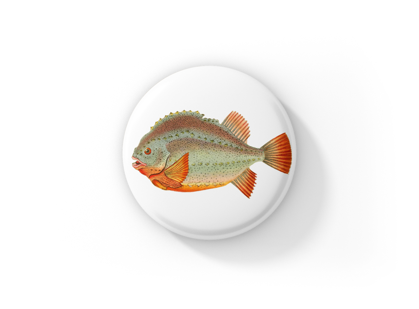Lumpfish, Cyclopterus Lumpus Sticker Pin Back Button, Magnet, Keychain