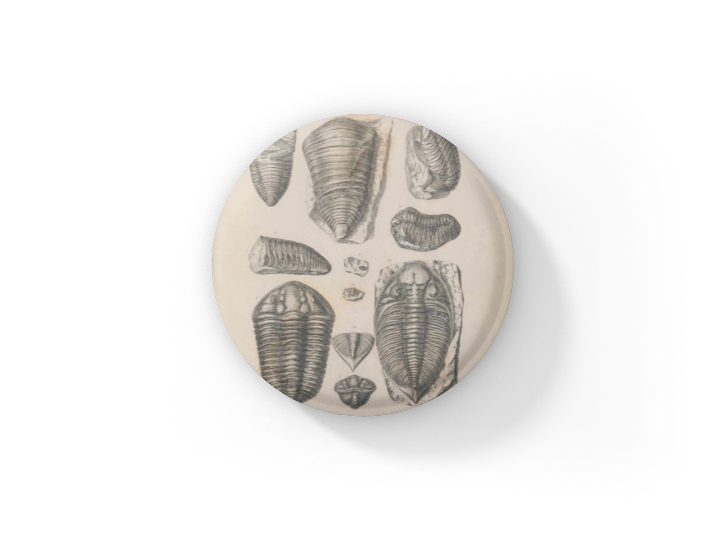 Trilobite Fossil Pin Back Button, Magnet, Keychain