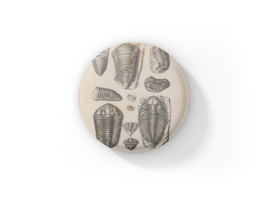 Trilobite Fossil Pin Back Button, Magnet, Keychain