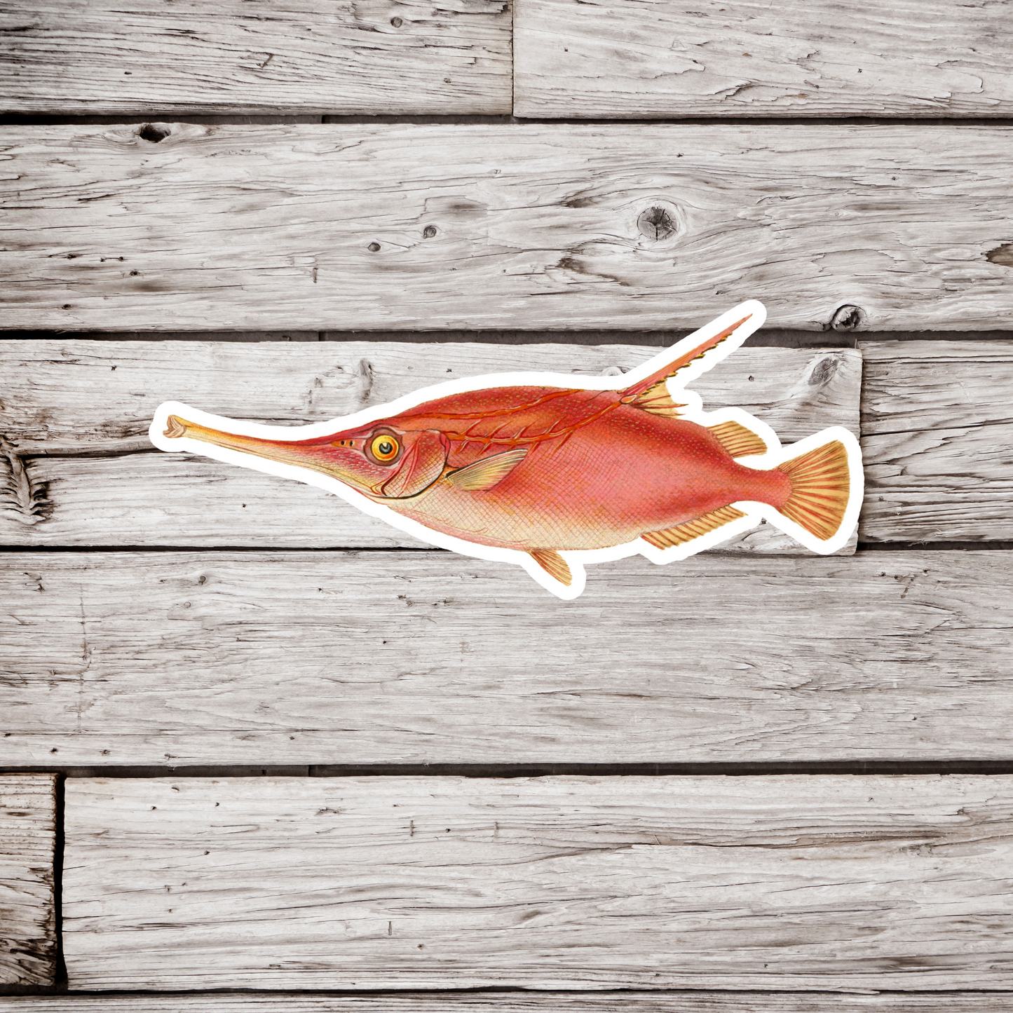 Longspine Snipefish, Macroramphosus Scolopax Sticker