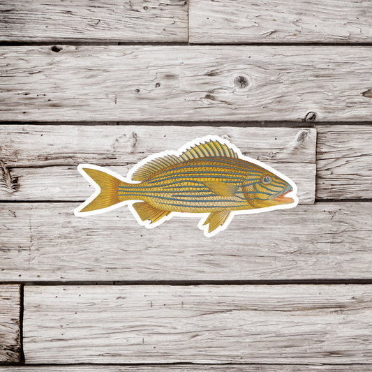 Anthias Formosus Fish Sticker