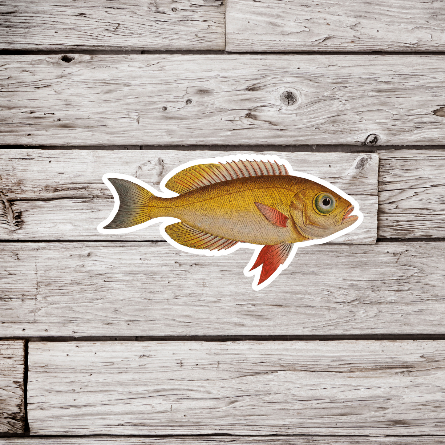 Anthias Mcrophthalmus Fish Sticker, Goggle-Eyed Grunt Fish Sticker