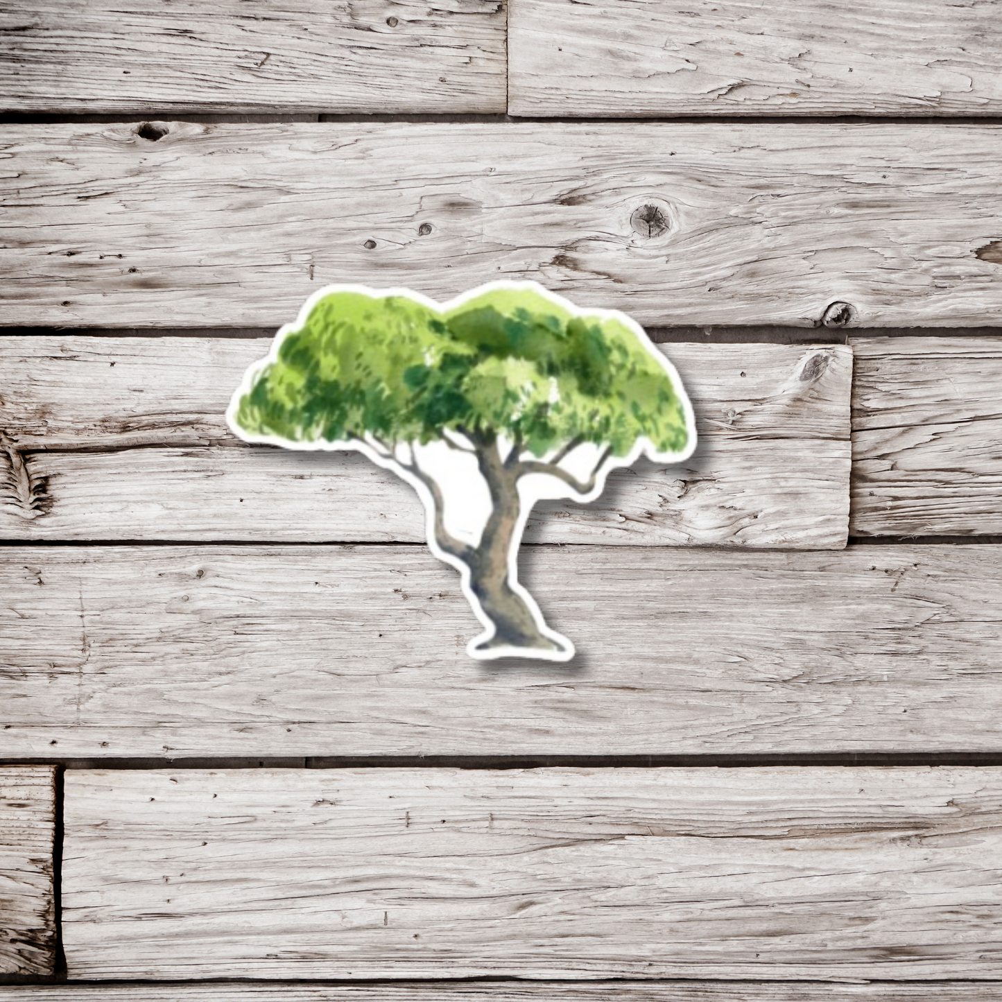 Acacia Tree Sticker