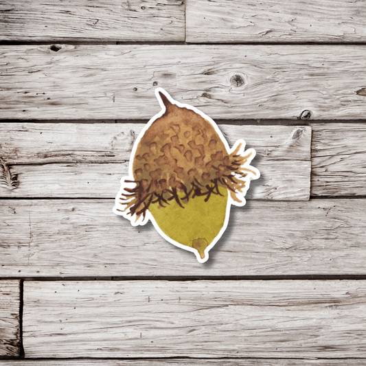 Bur Acorn Sticker