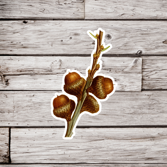 Acorn Sticker