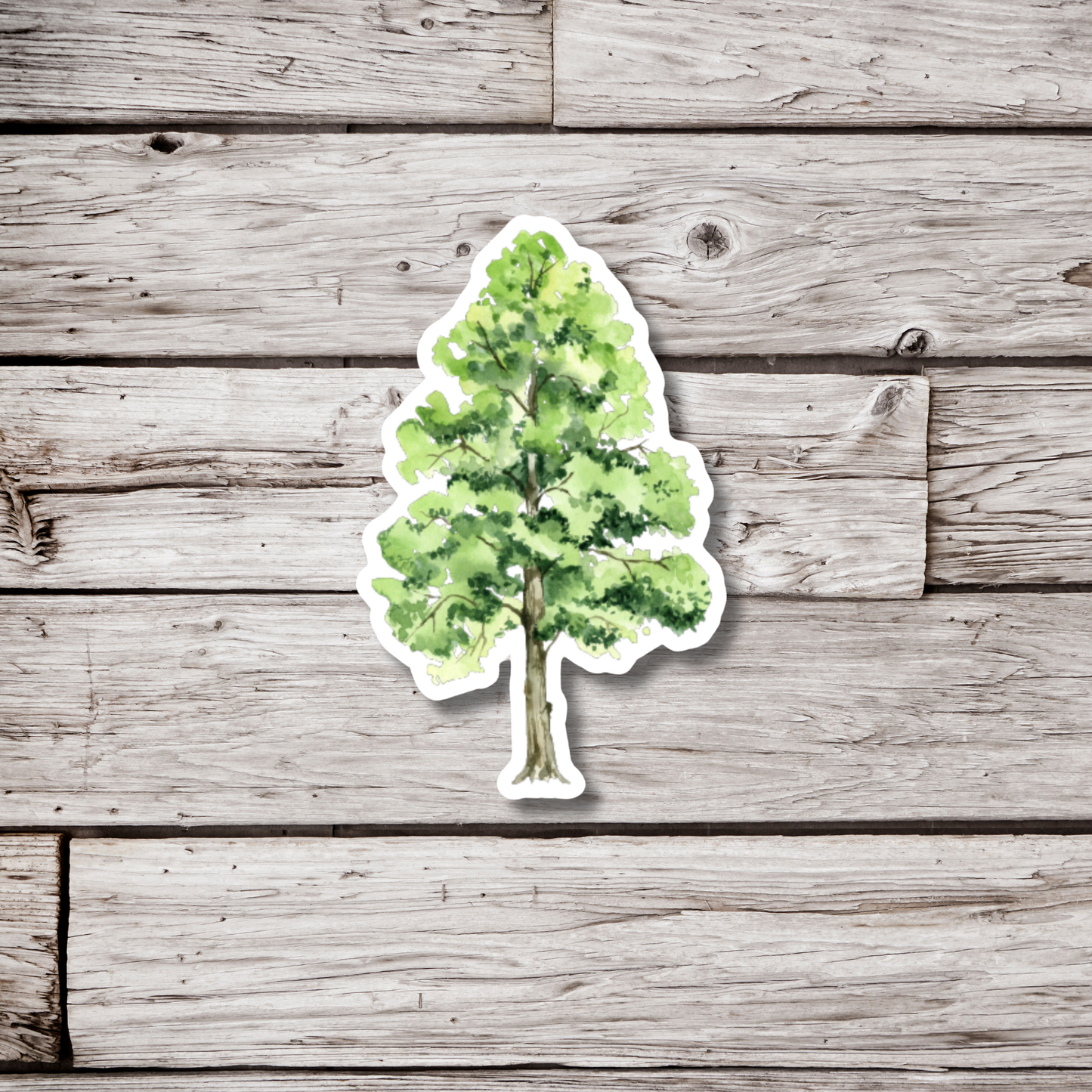 Alder Tree Sticker