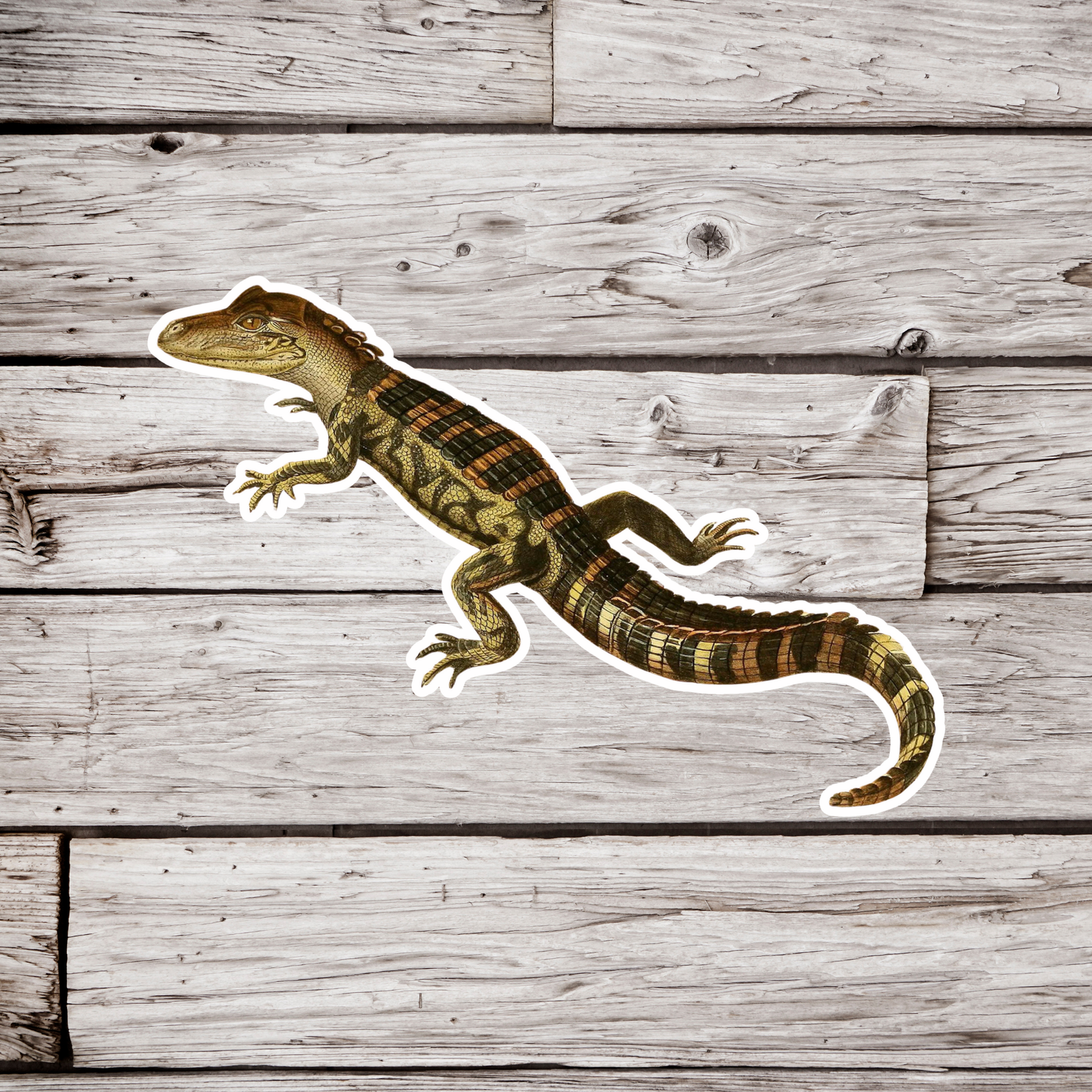 Alligator Sticker