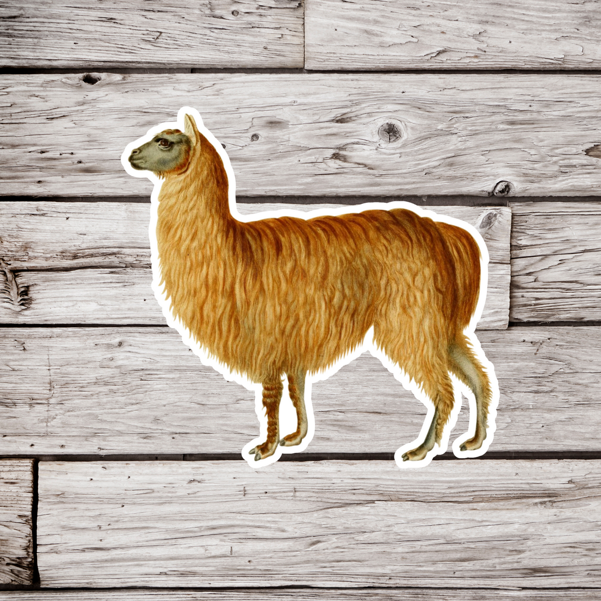 Sticker Alpard Alpaca Sticker – NatureCuts