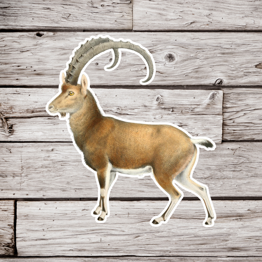 Alpine Ibex Sticker