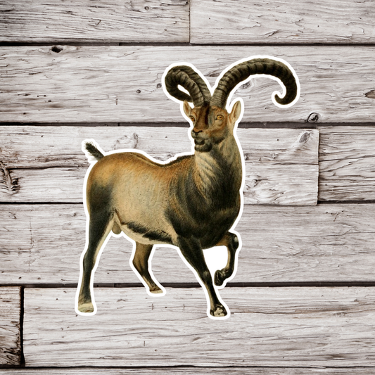 Alpine Ibex Sticker