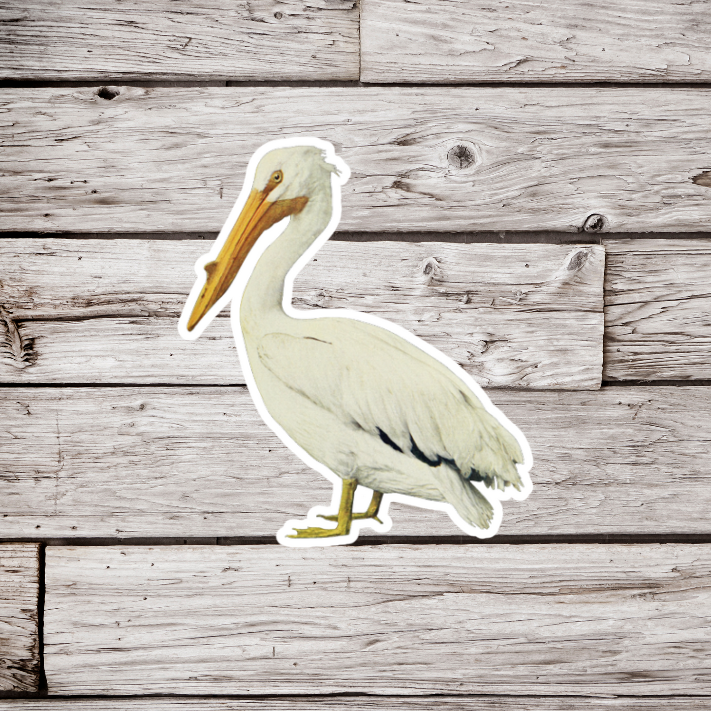 American Pelican Sticker