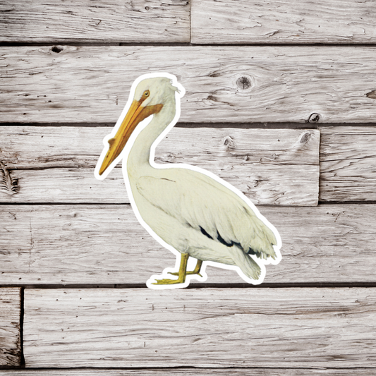 American Pelican Sticker or Magnet