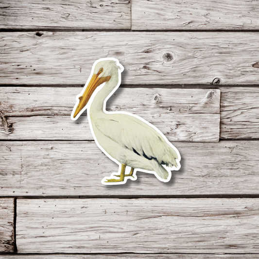 American Pelican Sticker