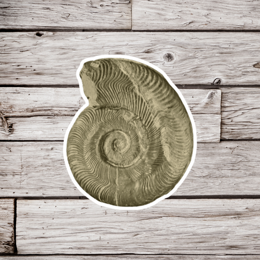 Ammonite Fossil Sticker or Magnet