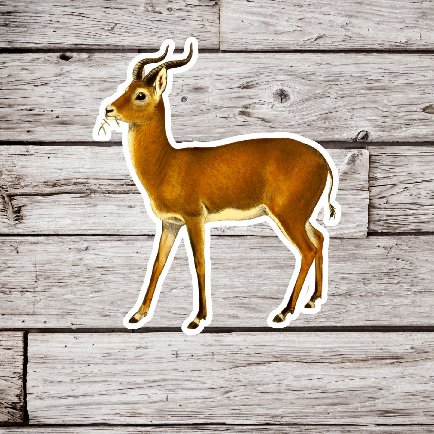 Antelope Sticker