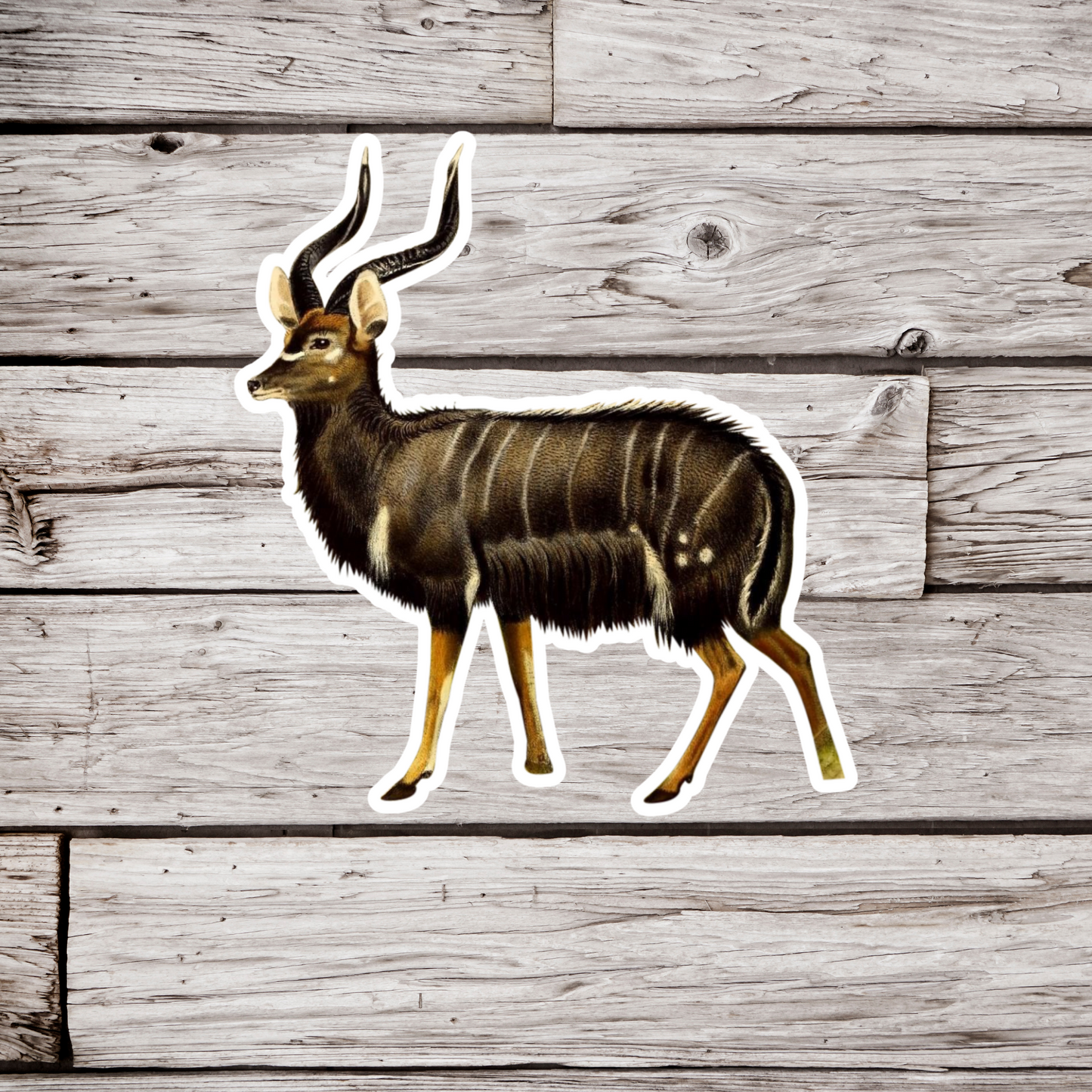 Antelope Sticker