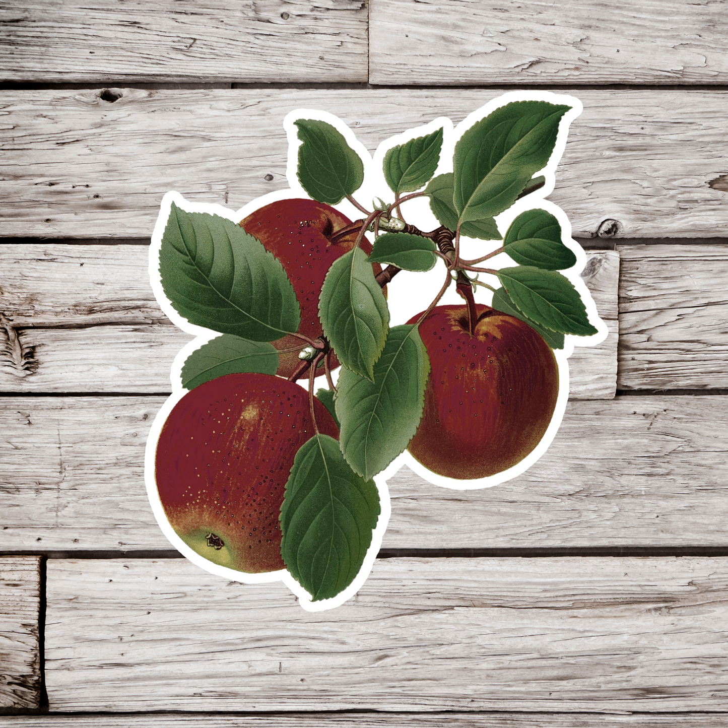 Apples Sticker