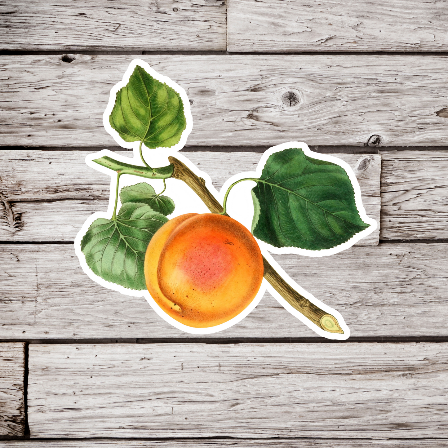 Apricot Sticker