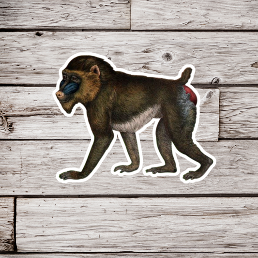 Baboon Sticker