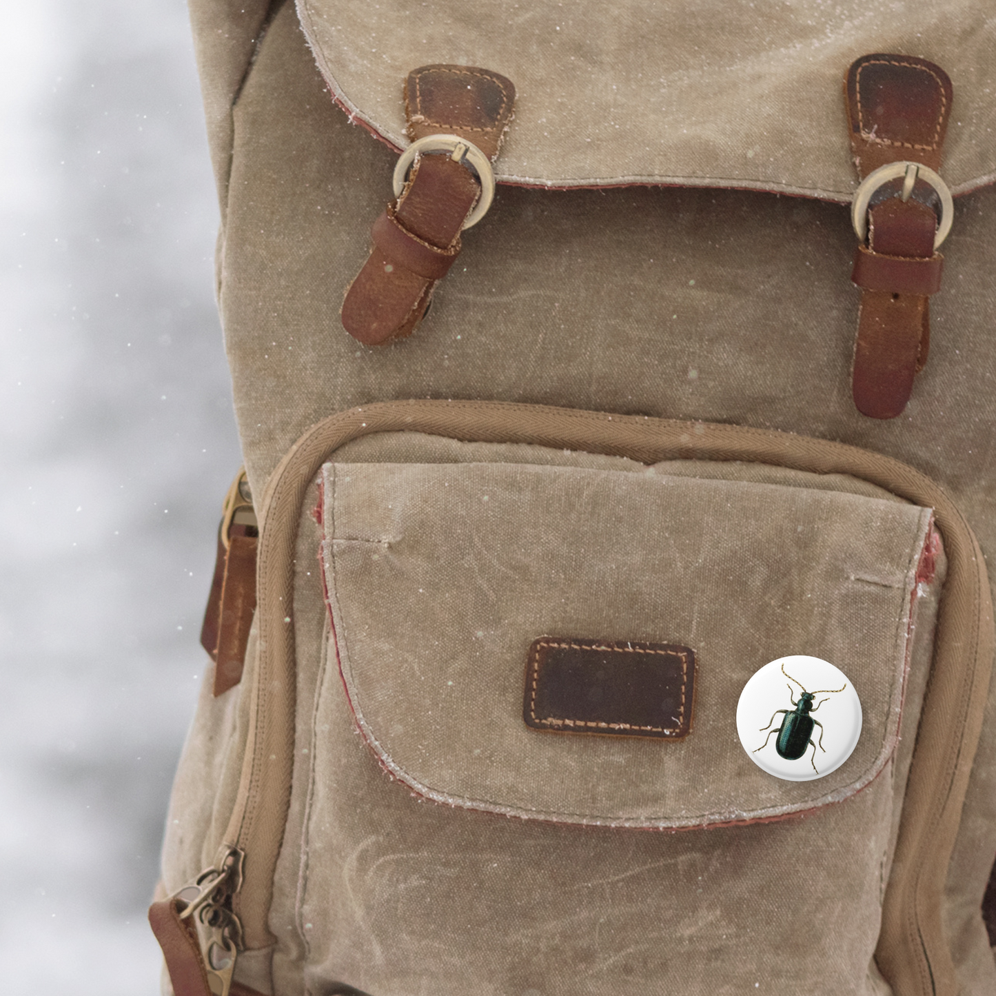 Beetle Pin Back Button, Magnet, Keychain