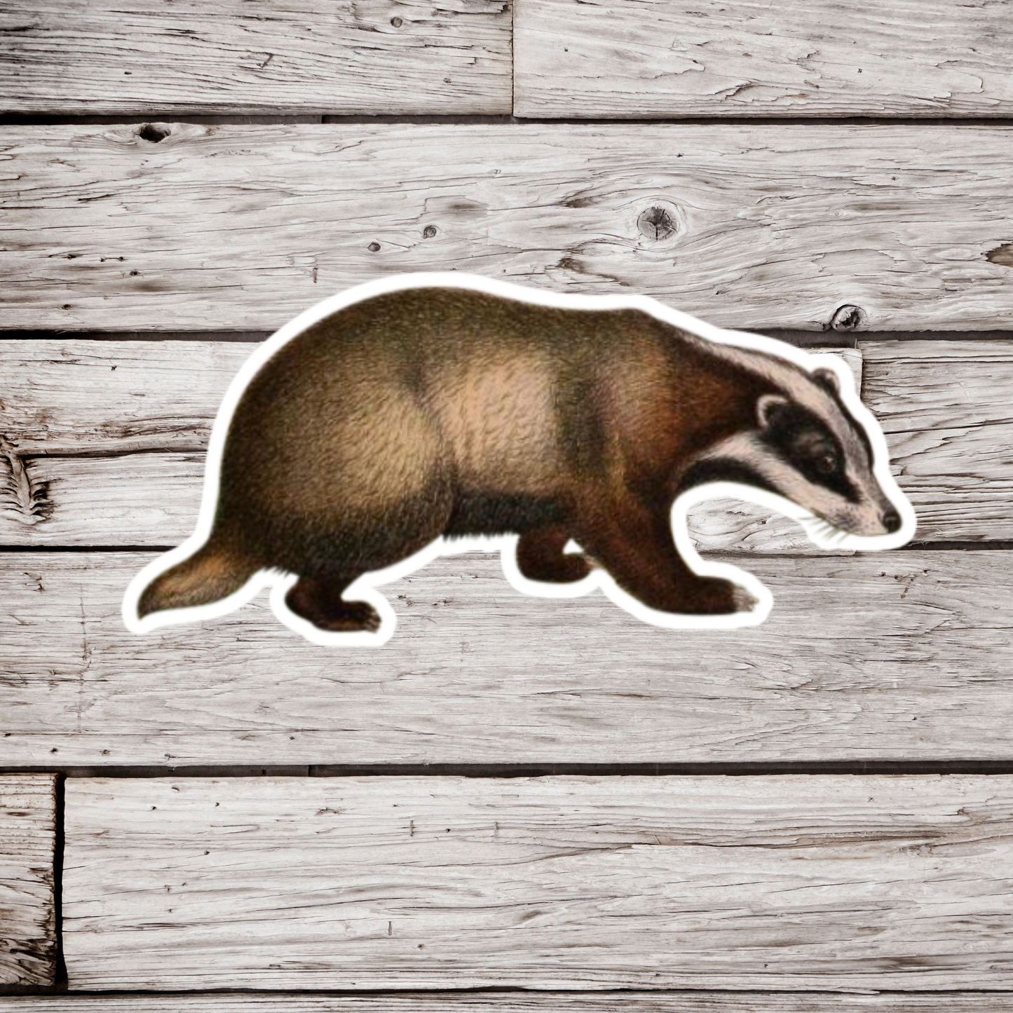 Badger Sticker