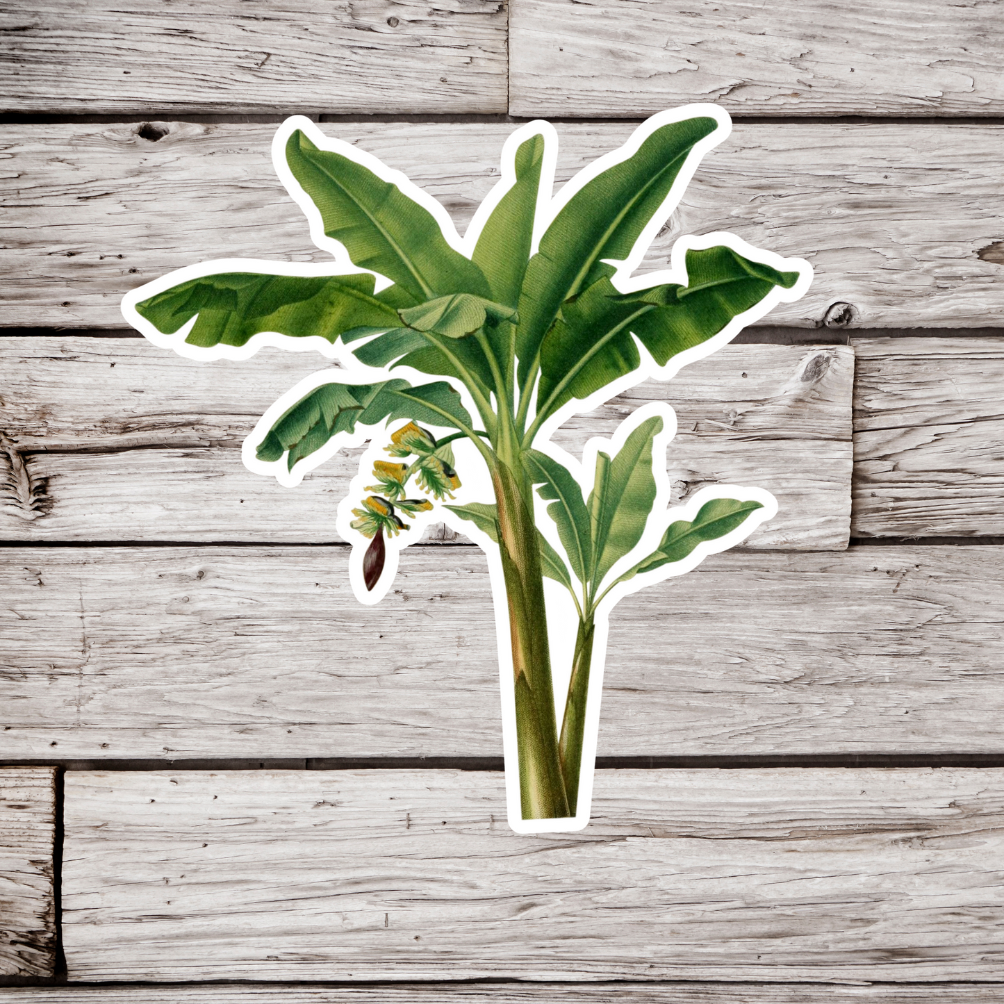 Banana Tree Sticker