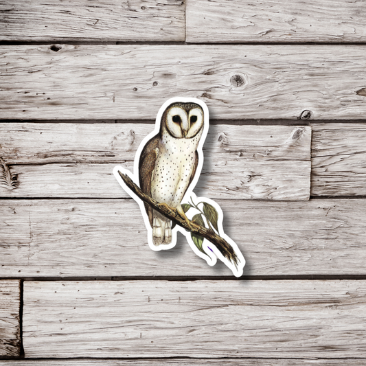 Barn Owl Sticker