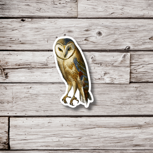 Barn Owl Sticker