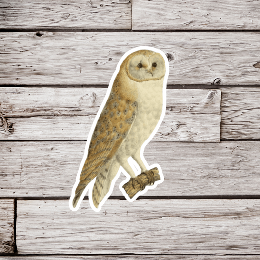 Barn Owl Sticker or Magnet