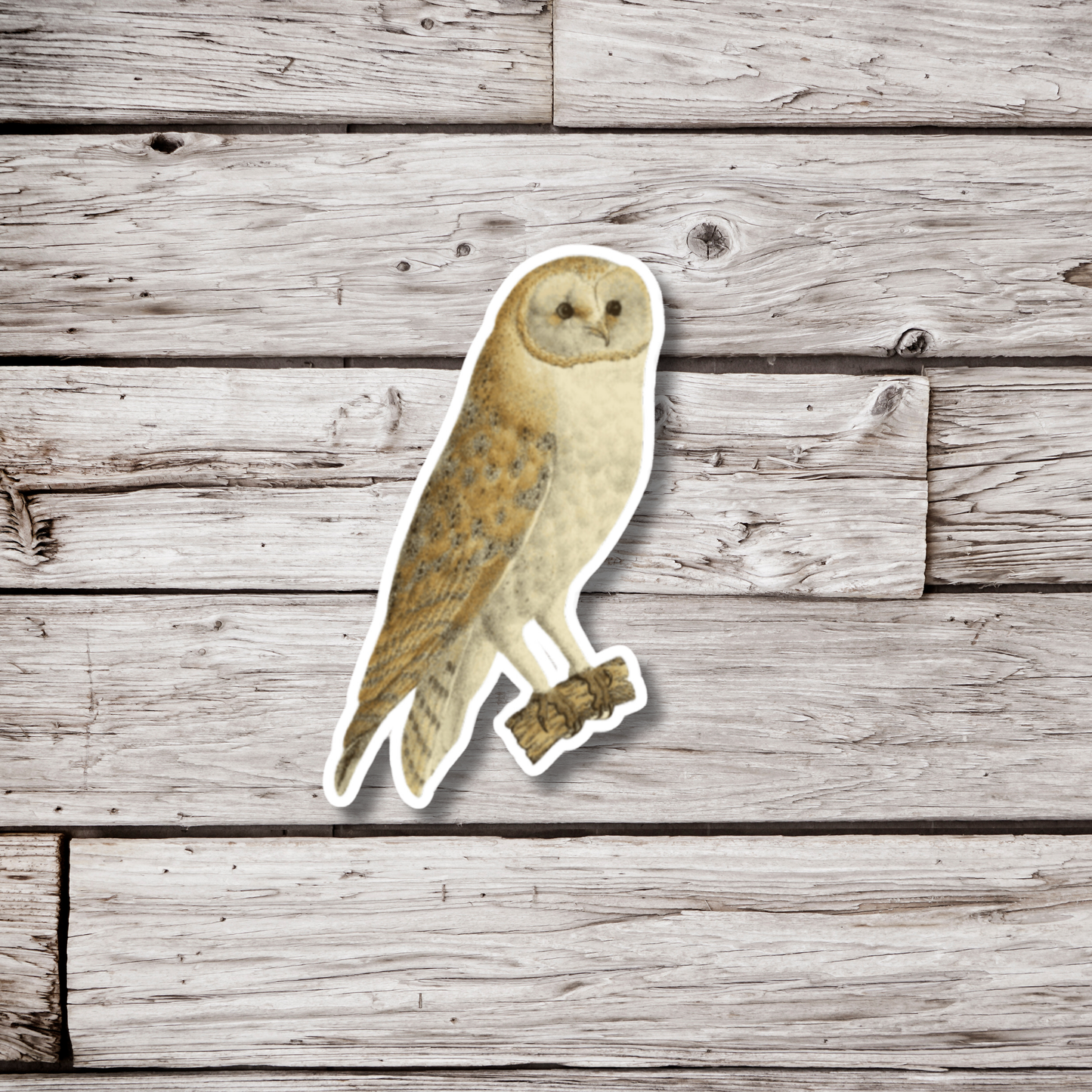 Barn Owl Sticker